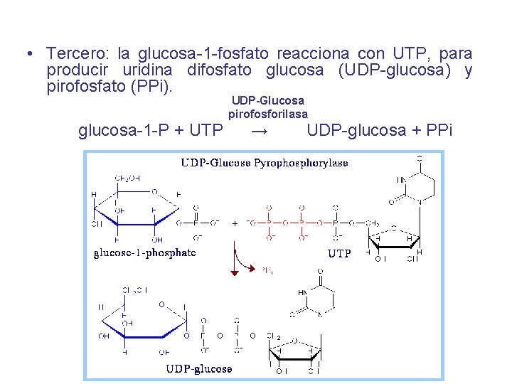  • Tercero: la glucosa-1 -fosfato reacciona con UTP, para producir uridina difosfato glucosa
