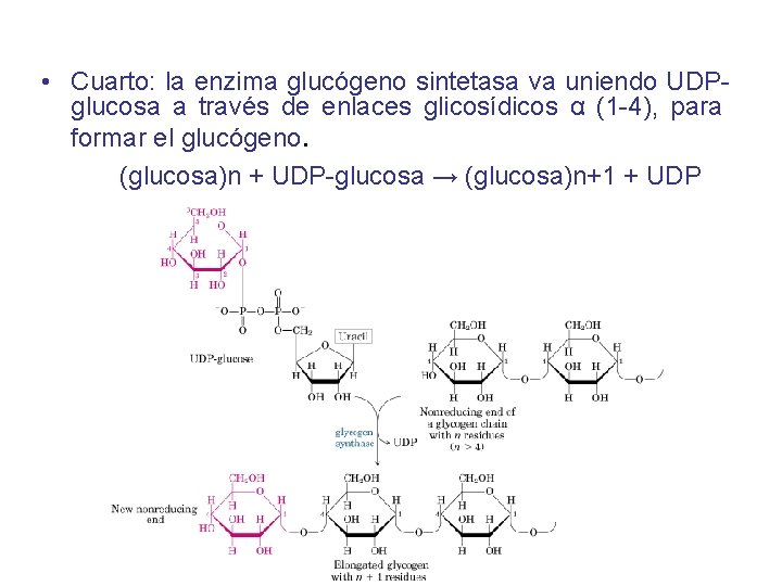  • Cuarto: la enzima glucógeno sintetasa va uniendo UDPglucosa a través de enlaces