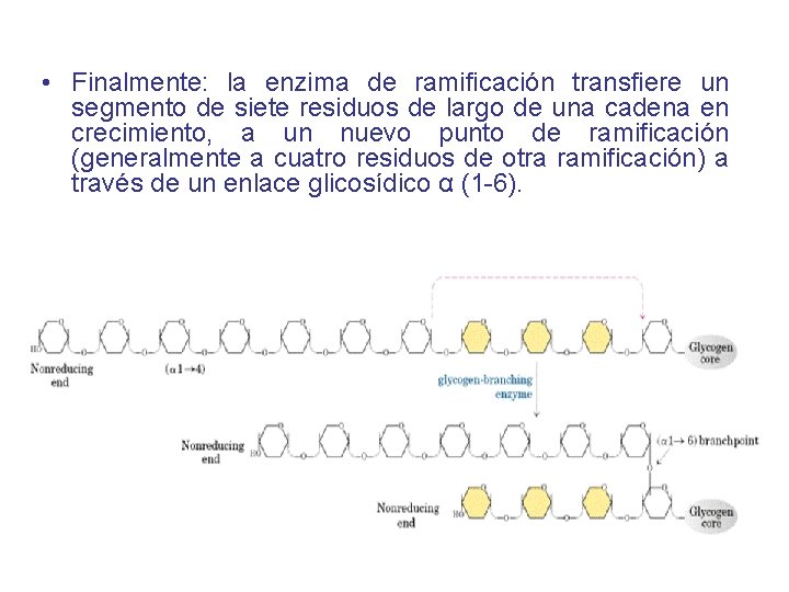  • Finalmente: la enzima de ramificación transfiere un segmento de siete residuos de