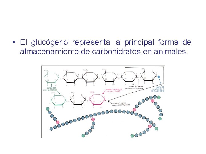  • El glucógeno representa la principal forma de almacenamiento de carbohidratos en animales.