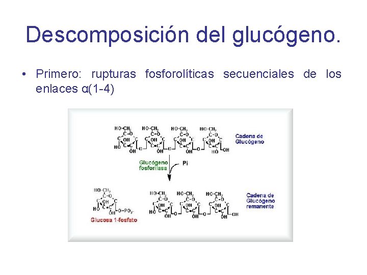 Descomposición del glucógeno. • Primero: rupturas fosforolíticas secuenciales de los enlaces α(1 -4) 