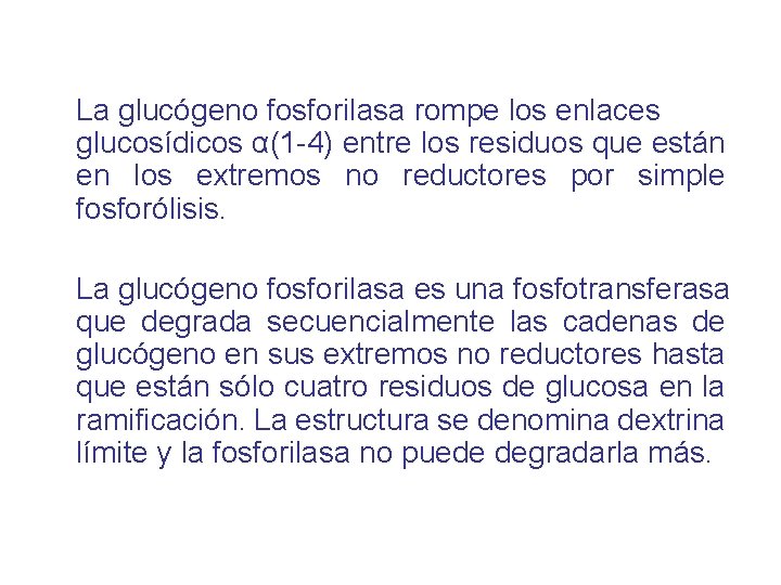 La glucógeno fosforilasa rompe los enlaces glucosídicos α(1 -4) entre los residuos que están