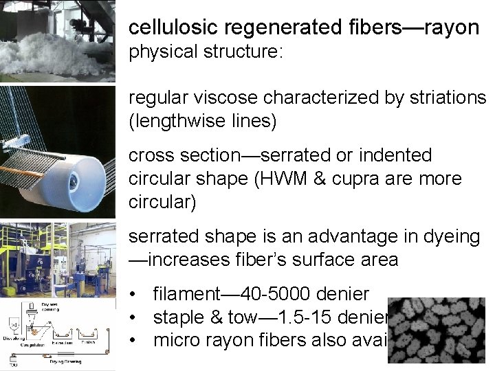 cellulosic regenerated fibers—rayon physical structure: regular viscose characterized by striations (lengthwise lines) cross section—serrated