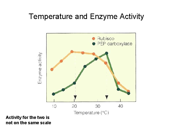 Temperature and Enzyme Activity for the two is not on the same scale 