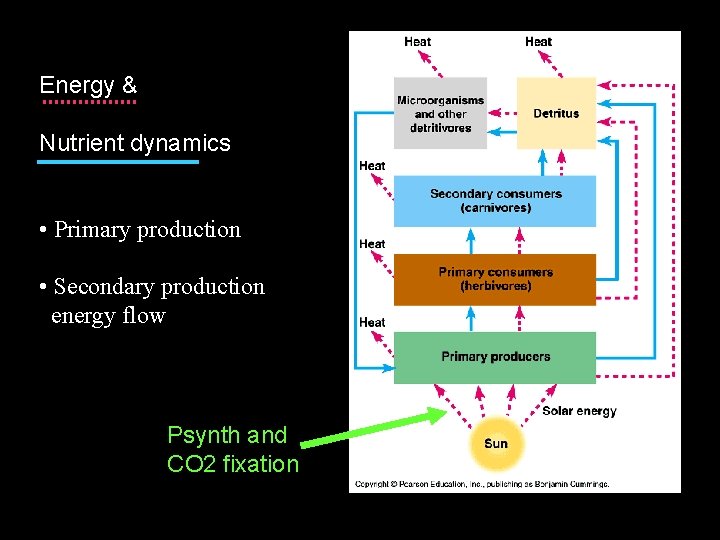 Energy & Nutrient dynamics • Primary production • Secondary production energy flow Psynth and