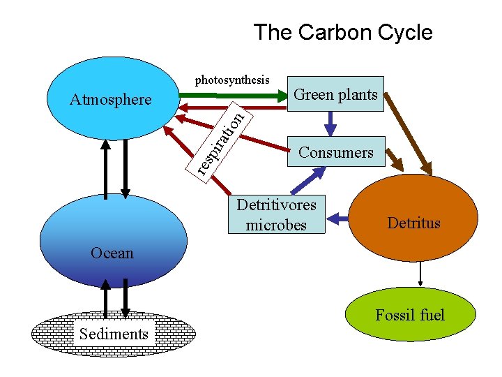 The Carbon Cycle photosynthesis Green plants res pir ati on Atmosphere Consumers Detritivores microbes