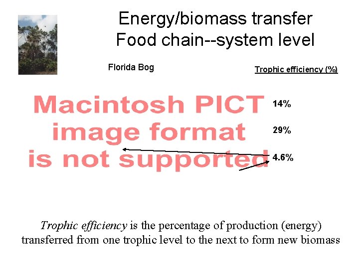 Energy/biomass transfer Food chain--system level Florida Bog Trophic efficiency (%) 14% 29% 4. 6%