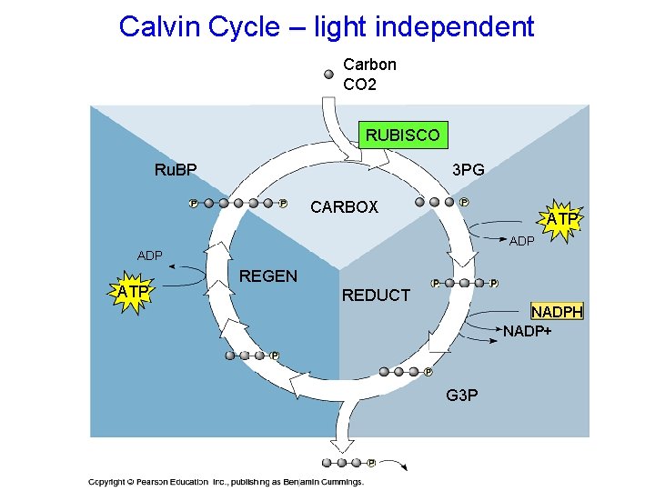 Calvin Cycle – light independent Carbon CO 2 RUBISCO Ru. BP 3 PG CARBOX