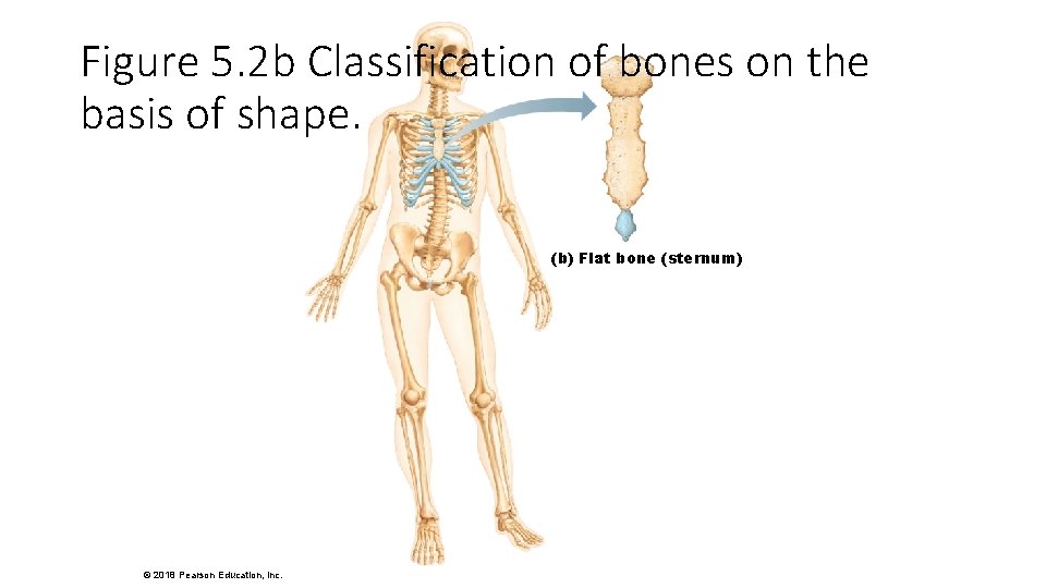 Figure 5. 2 b Classification of bones on the basis of shape. (b) Flat