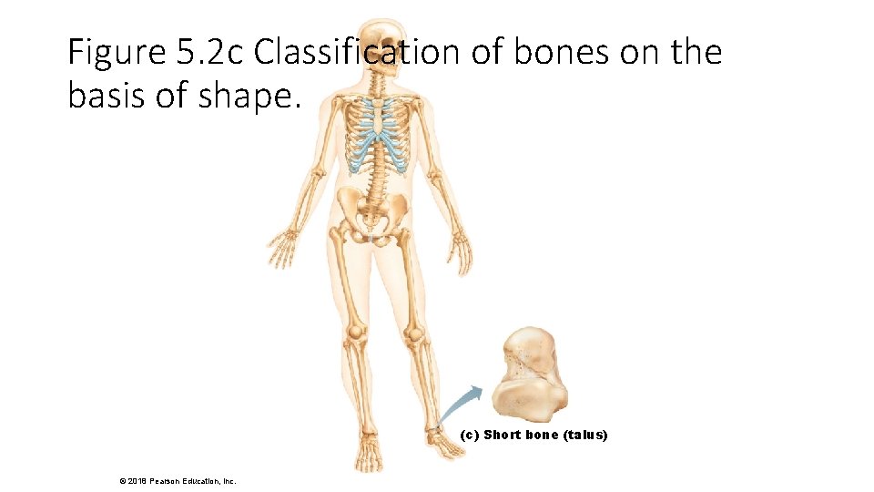 Figure 5. 2 c Classification of bones on the basis of shape. (c) Short