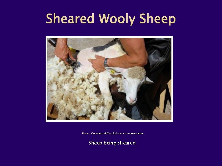 Photo: Courtesy ©i. Stockphoto. com/esemelwe Sheep being sheared. 