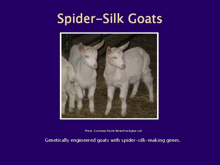 Photo: Courtesy Nexia Biotechnologies Ltd. Genetically engineered goats with spider-silk-making genes. 