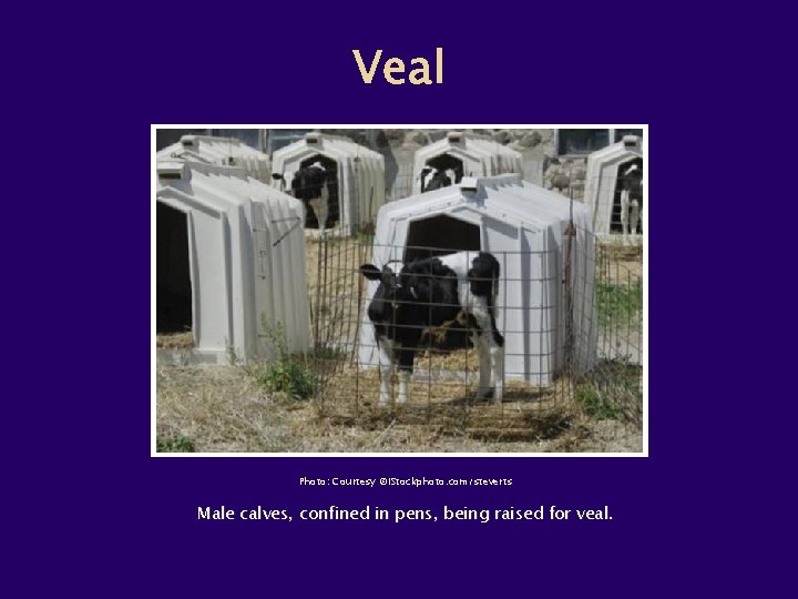 Photo: Courtesy ©i. Stockphoto. com/steverts Male calves, confined in pens, being raised for veal.