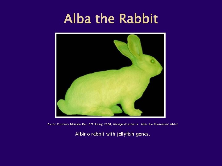 Photo: Courtesy Eduardo Kac, GFP Bunny, 2000, transgenic artwork. Alba, the fluorescent rabbit Albino