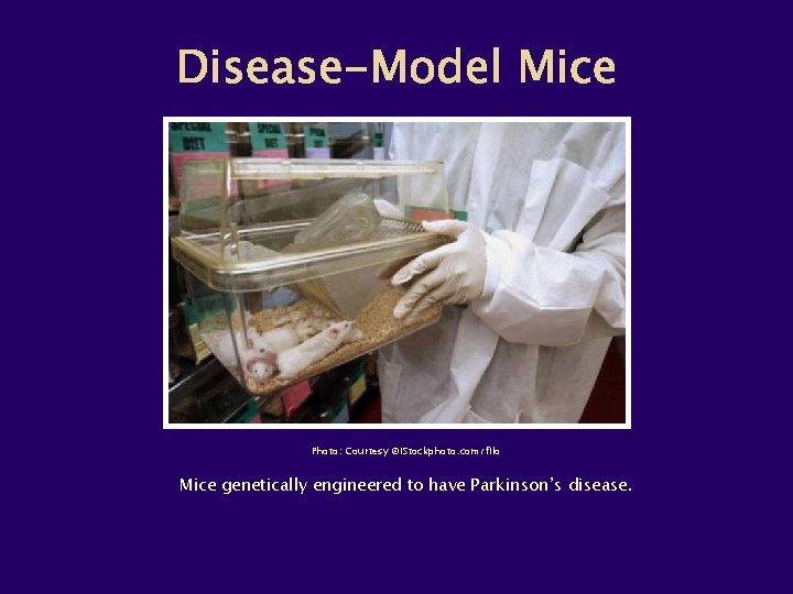 Photo: Courtesy ©i. Stockphoto. com/filo Mice genetically engineered to have Parkinson’s disease. 