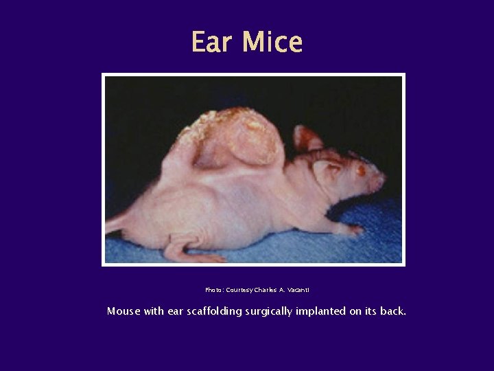 Photo: Courtesy Charles A. Vacanti Mouse with ear scaffolding surgically implanted on its back.