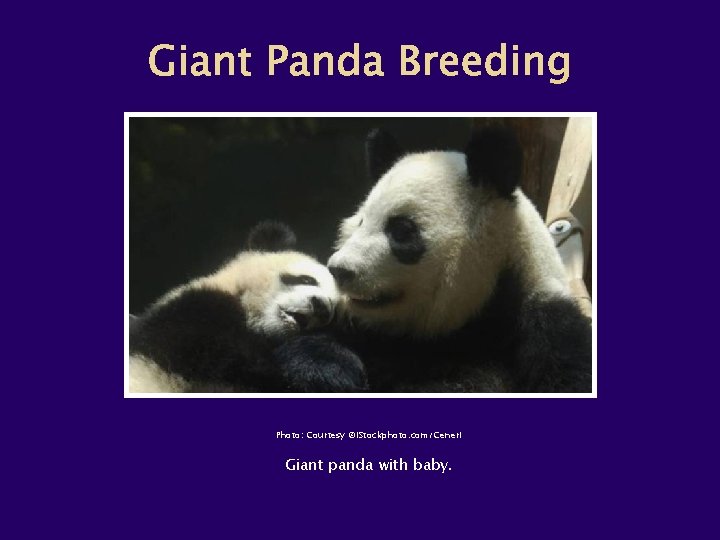 Photo: Courtesy ©i. Stockphoto. com/Ceneri Giant panda with baby. 