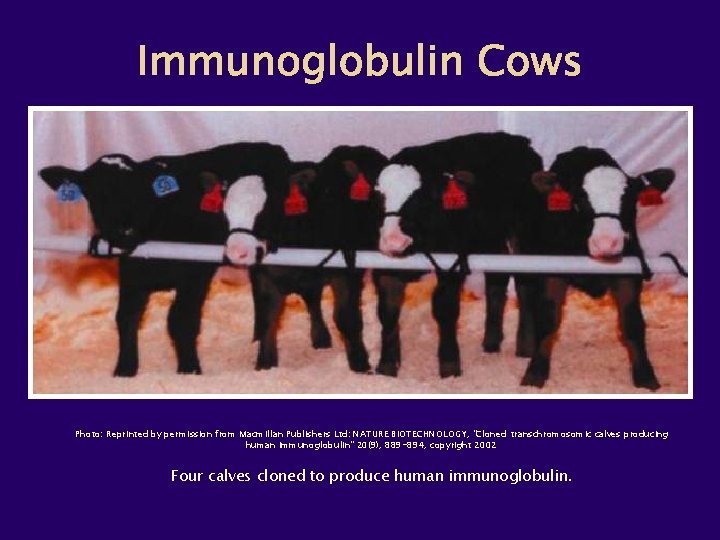 Photo: Reprinted by permission from Macmillan Publishers Ltd: NATURE BIOTECHNOLOGY, "Cloned transchromosomic calves producing