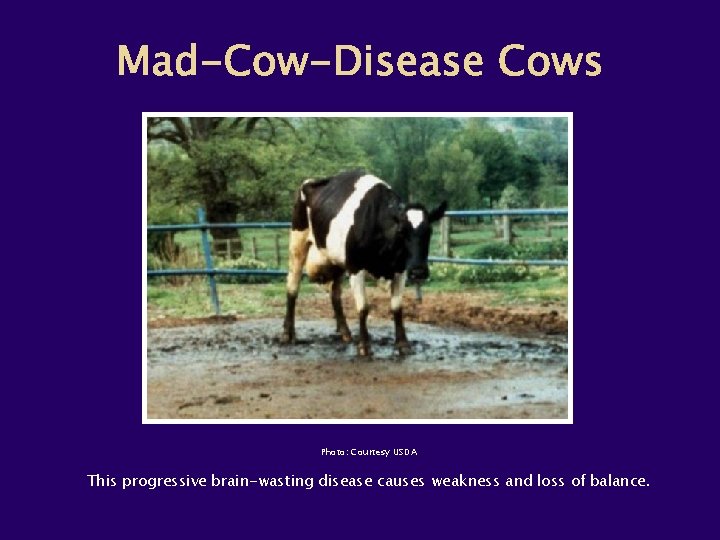 Photo: Courtesy USDA This progressive brain-wasting disease causes weakness and loss of balance. 