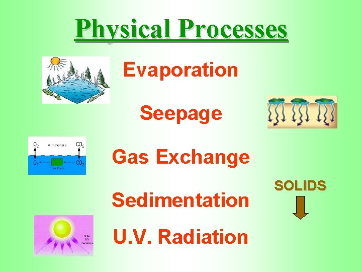 Physical Processes Evaporation Seepage Gas Exchange Sedimentation U. V. Radiation SOLIDS 