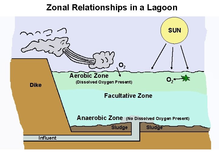 Zonal Relationships in a Lagoon SUN O 2 Aerobic Zone Dike O 2 (Dissolved