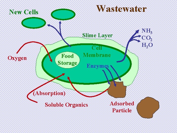 Wastewater New Cells Slime Layer Oxygen Food Storage Cell Membrane Enzymes (Absorption) Soluble Organics