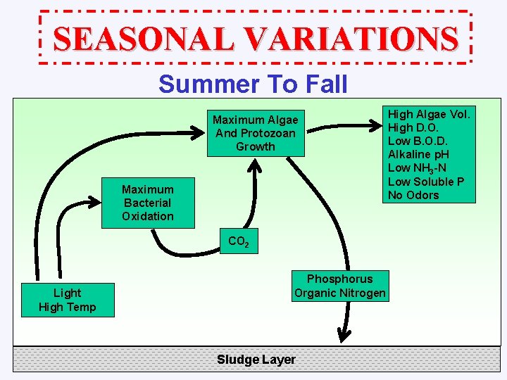 SEASONAL VARIATIONS Summer To Fall Maximum Algae And Protozoan Growth Maximum Bacterial Oxidation CO