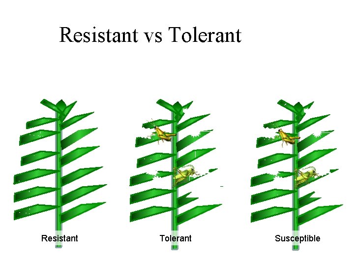 Resistant vs Tolerant Resistant Tolerant Susceptible 