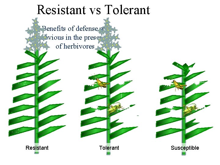 Resistant vs Tolerant Benefits of defense are obvious in the presence of herbivores Resistant