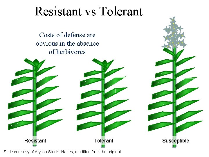 Resistant vs Tolerant Costs of defense are obvious in the absence of herbivores Resistant