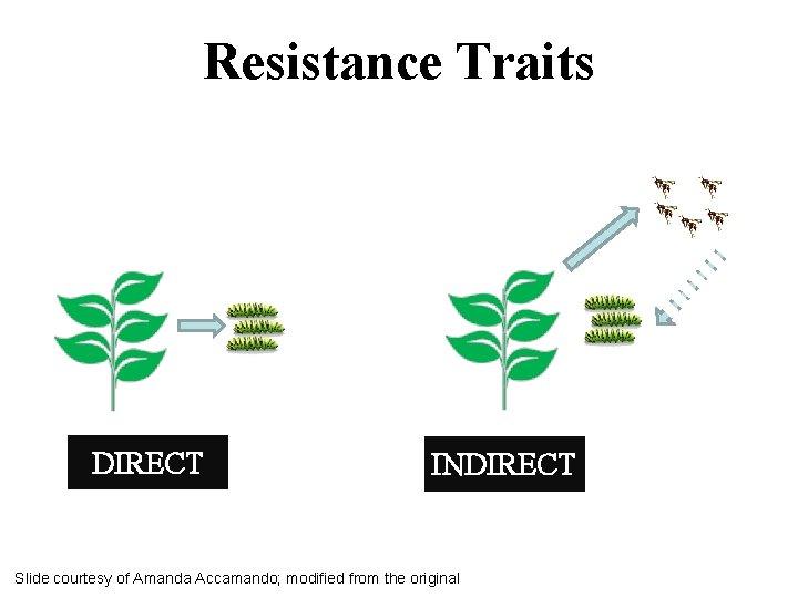 Resistance Traits DIRECT INDIRECT Slide courtesy of Amanda Accamando; modified from the original 