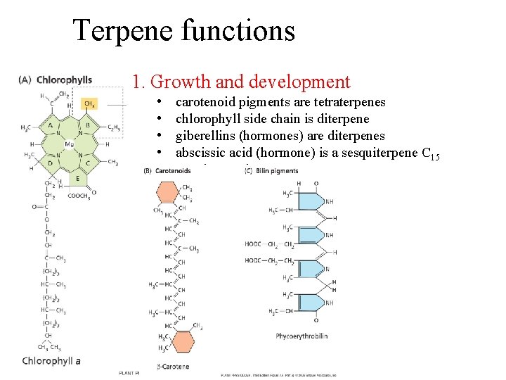 Terpene functions 1. Growth and development • • • carotenoid pigments are tetraterpenes chlorophyll