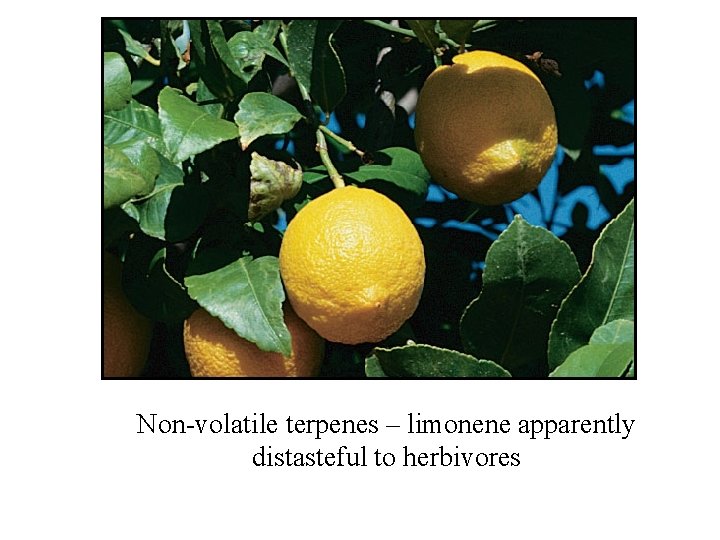 Non-volatile terpenes – limonene apparently distasteful to herbivores 