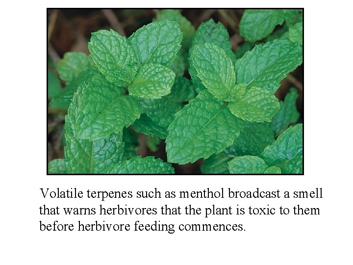 Volatile terpenes such as menthol broadcast a smell that warns herbivores that the plant