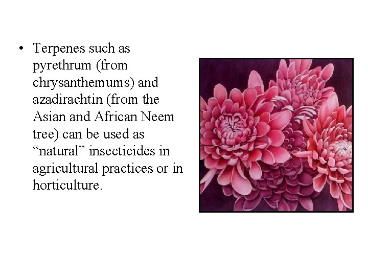  • Terpenes such as pyrethrum (from chrysanthemums) and azadirachtin (from the Asian and