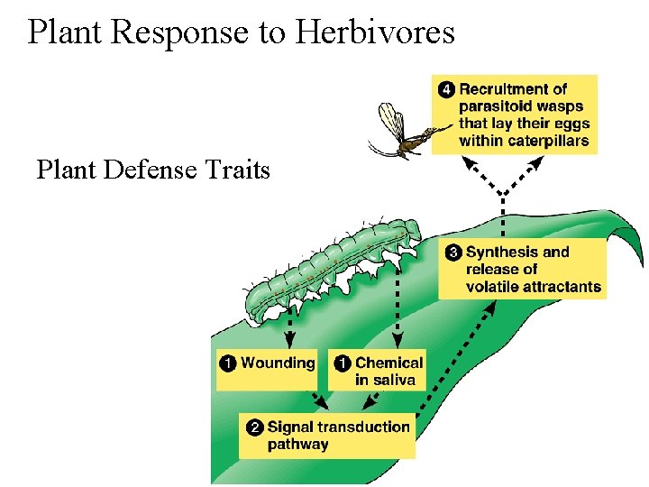 Plant Response to Herbivores Plant Defense Traits 