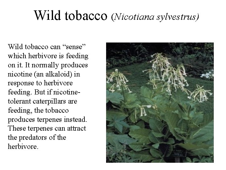 Wild tobacco (Nicotiana sylvestrus) Wild tobacco can “sense” which herbivore is feeding on it.