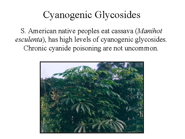 Cyanogenic Glycosides S. American native peoples eat cassava (Manihot esculenta), has high levels of