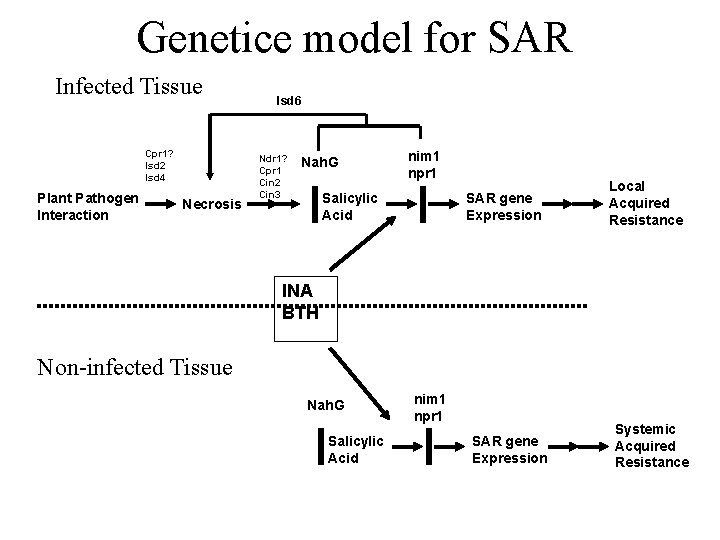 Genetice model for SAR Infected Tissue Cpr 1? Isd 2 Isd 4 Plant Pathogen