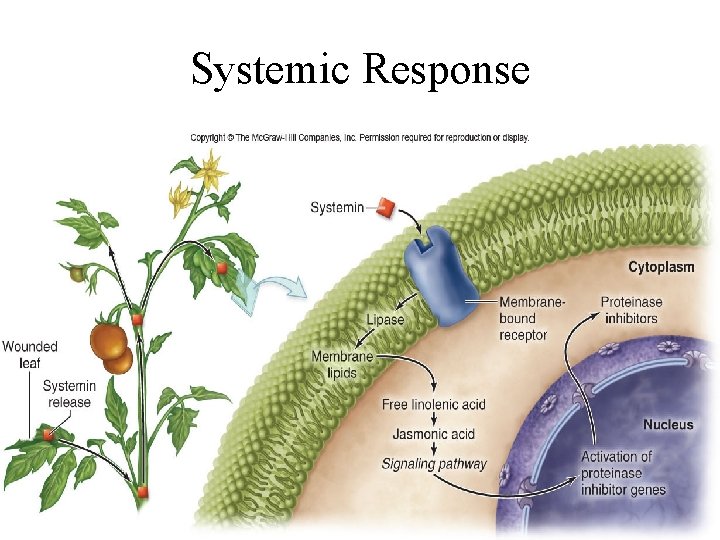 Systemic Response 7 