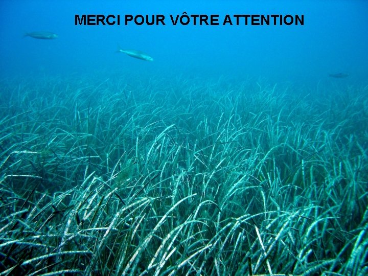 MERCI POUR VÔTRE ATTENTION 