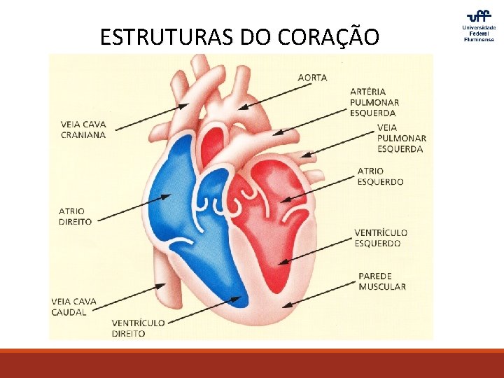 ESTRUTURAS DO CORAÇÃO 