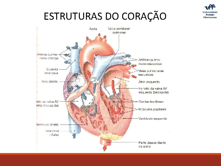 ESTRUTURAS DO CORAÇÃO 