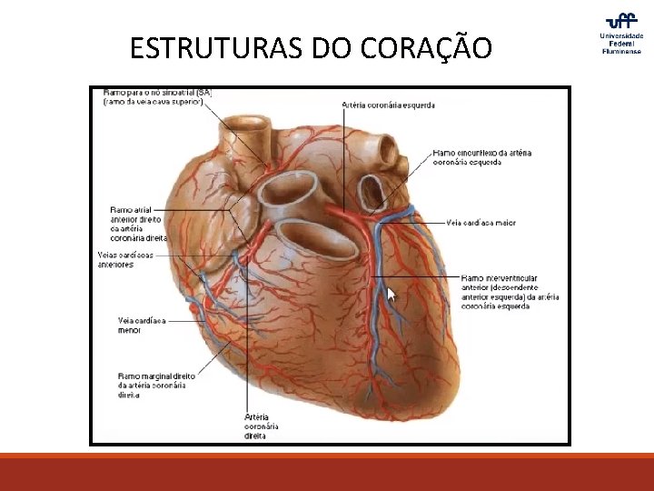 ESTRUTURAS DO CORAÇÃO 