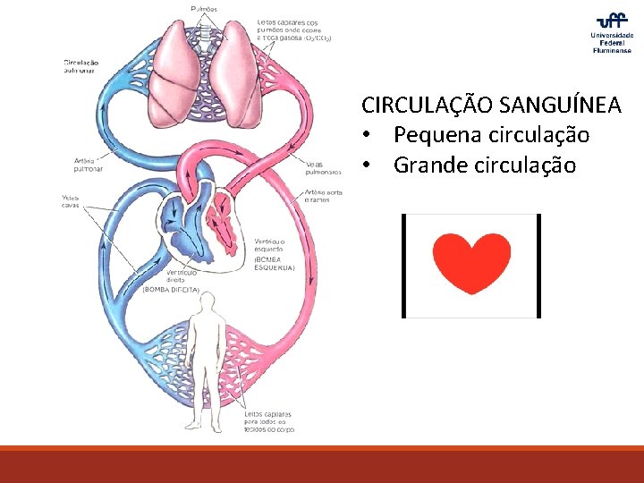 CIRCULAÇÃO SANGUÍNEA • Pequena circulação • Grande circulação 