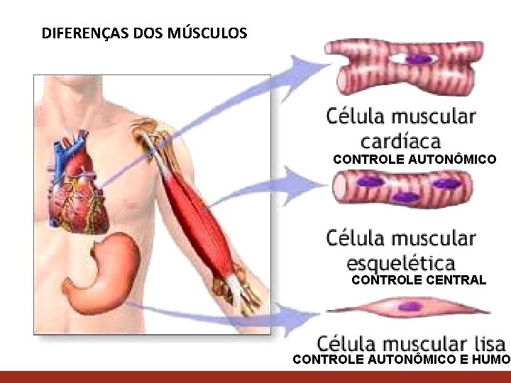 DIFERENÇAS DOS MÚSCULOS CONTROLE AUTONÔMICO CONTROLE CENTRAL CONTROLE AUTONÔMICO E HUMOR HUMO 