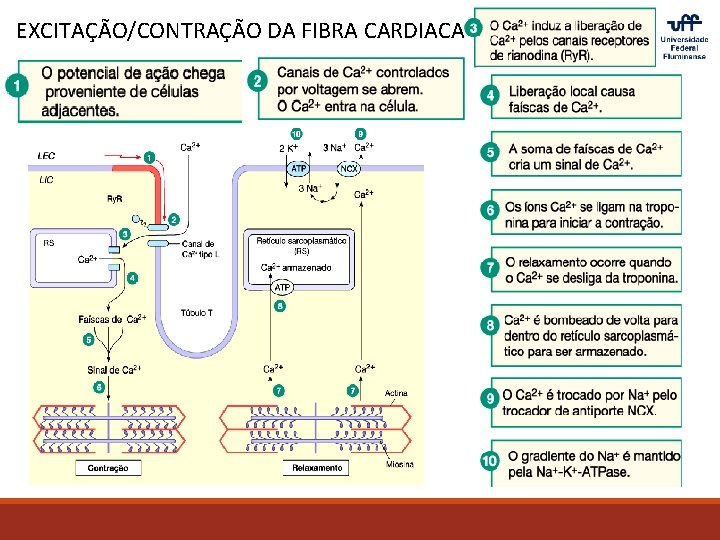 EXCITAÇÃO/CONTRAÇÃO DA FIBRA CARDIACA 