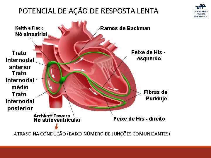 POTENCIAL DE AÇÃO DE RESPOSTA LENTA Keith e Flack Nó sinoatrial Trato Internodal anterior