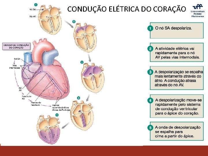 CONDUÇÃO ELÉTRICA DO CORAÇÃO 