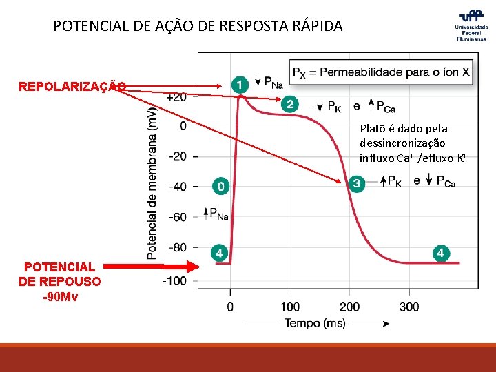 POTENCIAL DE AÇÃO DE RESPOSTA RÁPIDA REPOLARIZAÇÃO Platô é dado pela dessincronização influxo Ca++/efluxo